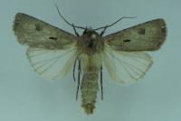 Agrotis exclamationis