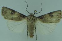 Agrotis puta