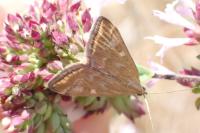 Loxostege sticticalis
