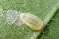 Heterogenea asella