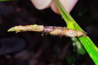 Coleophora calycotomella