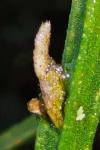 Coleophora calycotomella