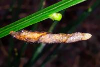 Coleophora calycotomella