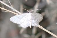 Idaea seriata