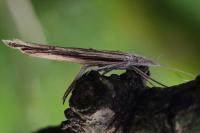 Ypsolopha mucronella