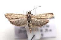 Phycitodes inquinatella