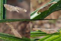 Coleophora calycotomella