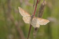 Idaea macilentaria