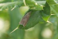 Dichrorampha