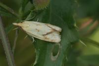 Agapeta hamana