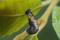 Coleophora albidella
