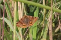 Euclidia glyphica