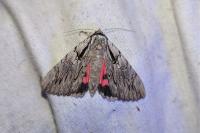 Catocala optata