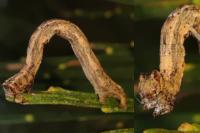 Peribatodes rhomboidaria