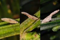 Coleophora calycotomella