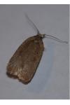 Agonopterix ciliella