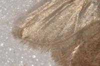 Agonopterix ciliella