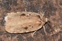 Agonopterix ocellana
