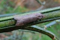 Tortricodes alternella