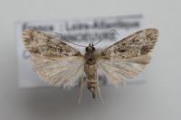 Eudonia mercurella