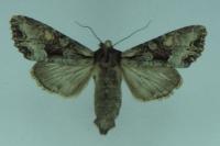 Lacanobia w-latinum