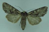 Lacanobia w-latinum