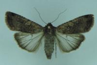 Peridroma saucia