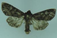 Mamestra brassicae