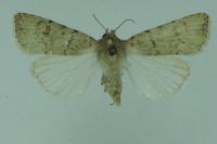 Caradrina clavipalpis