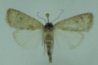 Caradrina clavipalpis