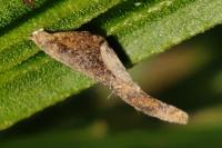 Coleophora calycotomella