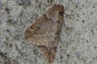 Alsophila aescularia