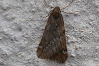 Alsophila aescularia