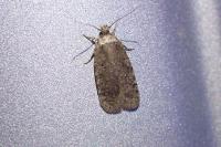 Agonopterix
