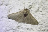 Phigalia pilosaria