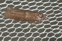 Tortricodes alternella