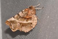 Selenia dentaria