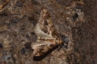 Agriopis leucophaearia