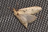 Diurnea fagella