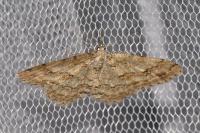 Ectropis crepuscularia