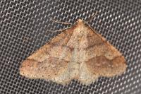 Phigaliohybernia marginaria