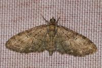 Eupithecia abbreviata