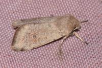 Orthosia cruda