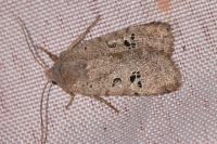 Conistra rubiginosa