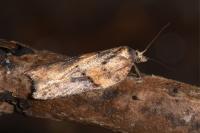Acleris hastiana
