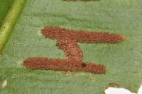 Psychoides verhuella