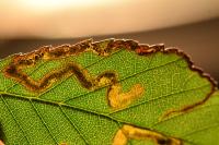 Stigmella aurella