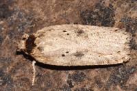 Agonopterix scopariella