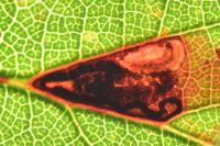 Ectoedemia erythrogenella