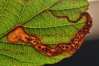 Stigmella aurella